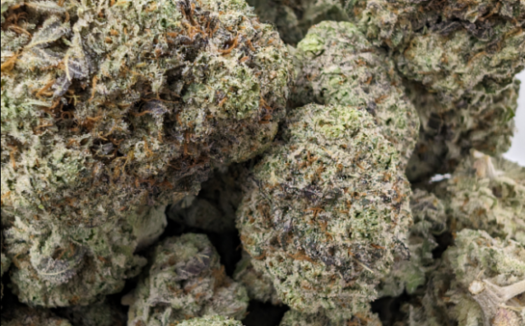 purplemimosa2-600x743